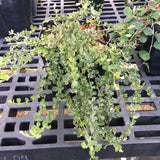 Gastrolobium truncatum - 1 gallon plant
