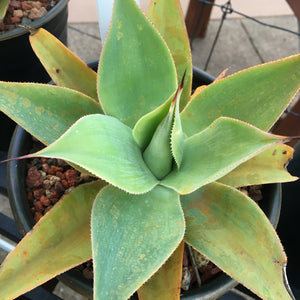 Agave 'Blue Flame' - 1 gallon plant