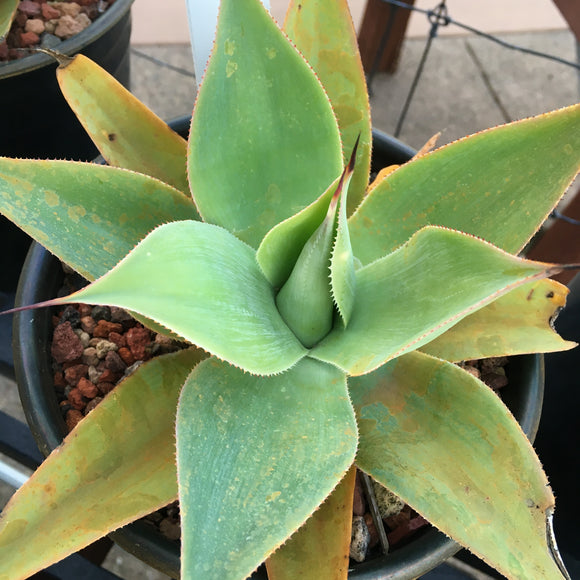 Agave 'Blue Flame' - 1 gallon plant