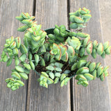 Crassula sp. - 4 inch plant