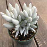 Caputia tomentosa - 4 inch plant