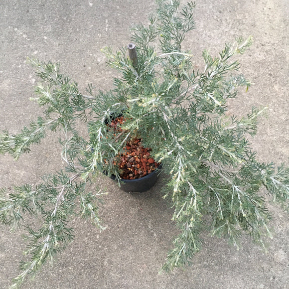 Grevillea preissii subsp. glabrilimba - 1 gallon plant