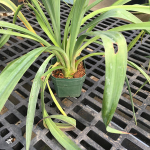 Beschorneria x yuccoides - 2 gallon plant