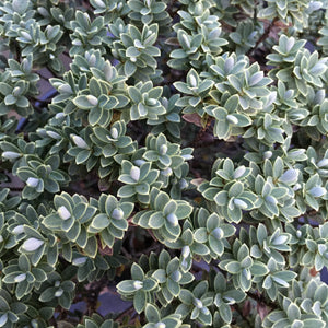 Hebe topiaria - 1 gallon plant