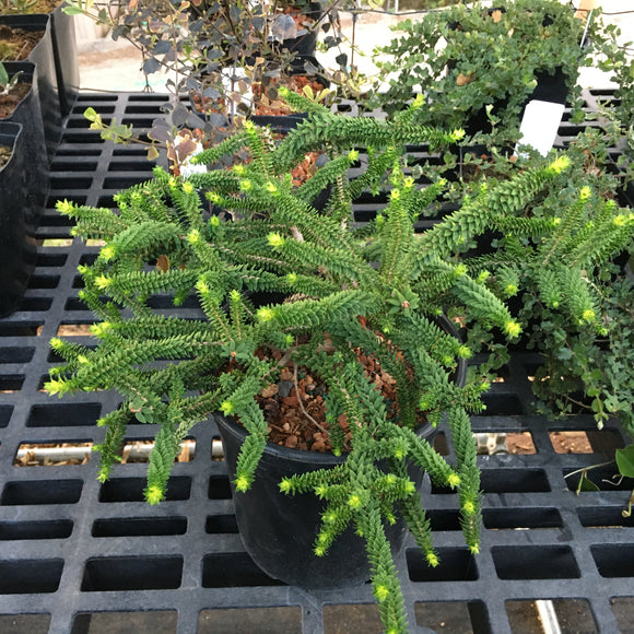 Melaleuca ringens - 1 gallon plant