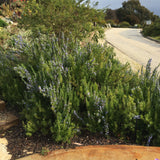 Rosmarinus officinalis 'Santa Barbara Blue' - 1 gallon plant