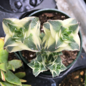 Crassula perforata variegata - 4 inch plant