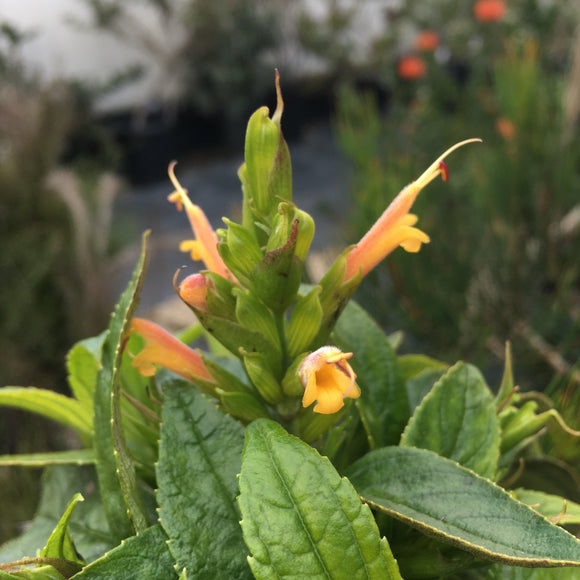 Salvia paryskii - 1 gallon plant