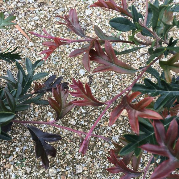Grevillea x gaudichaudii - 1 gallon plant