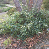 Hardenbergia violacea 'White Out' - 2 gallon plant