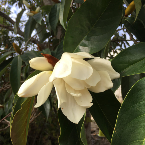 Magnolia doltsopa - 1 gallon plant