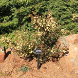 Acacia myrtifolia - 3 gallon plant
