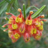 Grevillea polybractea - 1 gallon plant