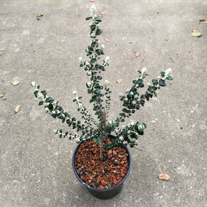 Pimelea nivea - 1 gallon plant