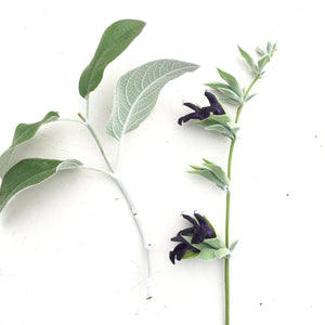 Salvia discolor - 1 gallon plant