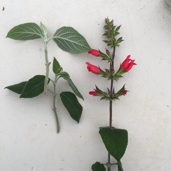 Salvia karwinskii - 1 gallon plant