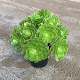 Aeonium canariense - 2 gallon plant
