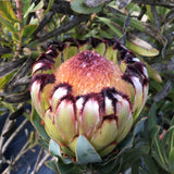 Protea 'Niobe' - 5 gallon plant