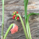 Scadoxus nutans - 1 gallon plant