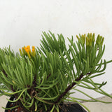 Senecio barbertonicus - 1 gallon plant