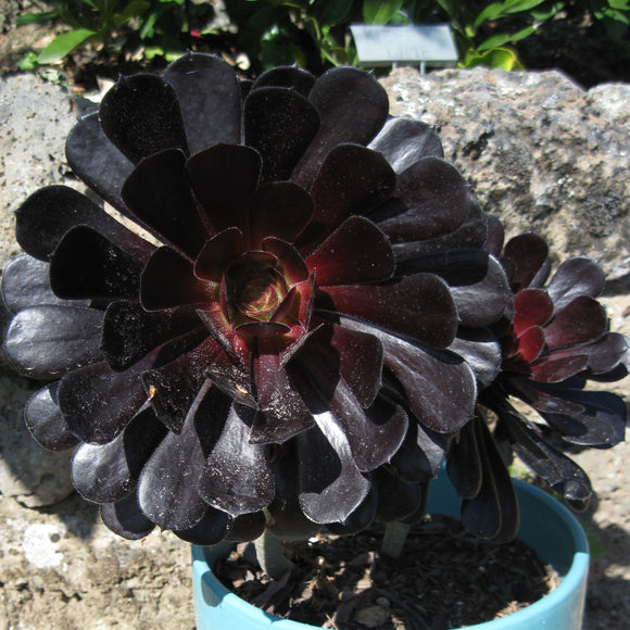 aeonium arboreum succulent Aeonium arboreum 'Zwartkop'