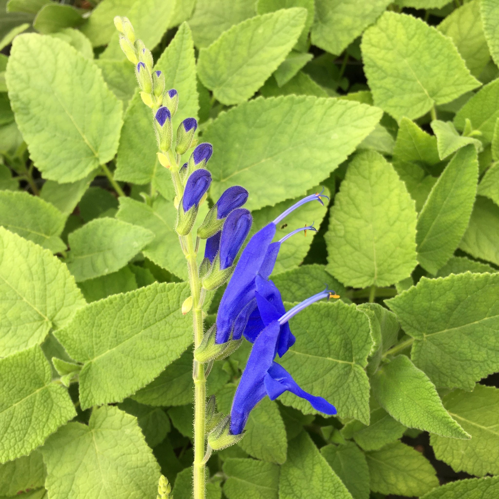 Salvias – Norrie's Gift and Garden Shop at the UC Santa Cruz