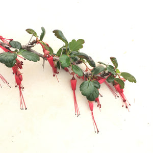 Ribes speciosum - 1 gallon plant