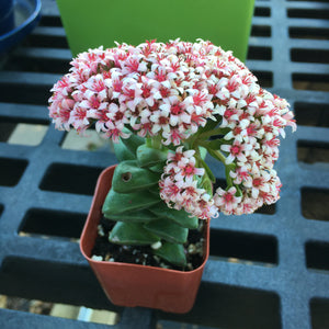 Crassula 'Morgan's Beauty' - 2 inch plant