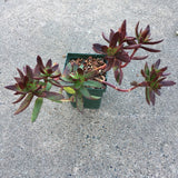 Crassula rubricaulis - 1 quart plant