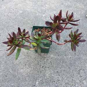 Crassula rubricaulis - 3.5 inch plant