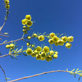 Boronia megastigma 'Lutea'  - 5 gallon plant