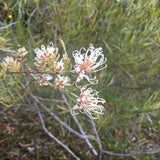 Grevillea endlicheriana - 1 gallon plant