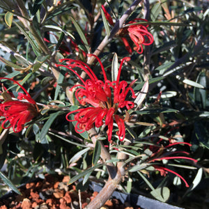 Grevillea 'Poorinda Firebird' - 1 gallon plant