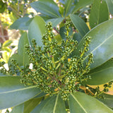 Corynocarpus laevigatus - 1 gallon plant