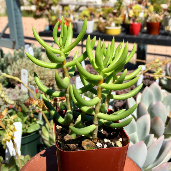 Crassula tetragona - 4 inch plant