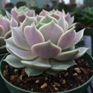 Echeveria 'Lola' - 4 inch plant