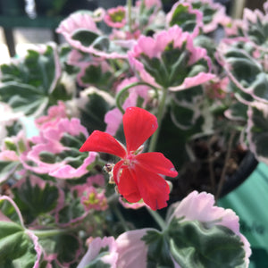 Pelargonium 'Ice Queen' - 1 gallon plant