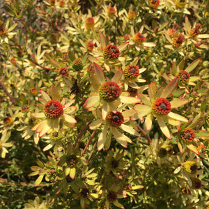 Leucadendron 'Little Bit' (male) - 1 gallon plant