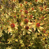 Leucadendron 'Little Bit' (male) - 2 gallon plant