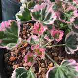 Pelargonium 'Ice Queen' - 1 gallon plant