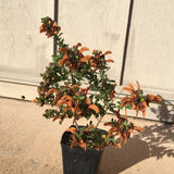 Salvia africana lutea - 1 gallon plant