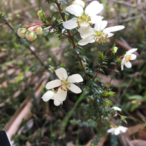 Bauera rubioides (white flower) - 1 gallon plant
