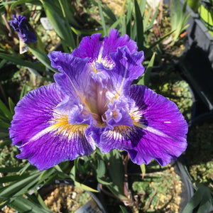 Iris PCH 'Idylwild' - 1 gallon plant