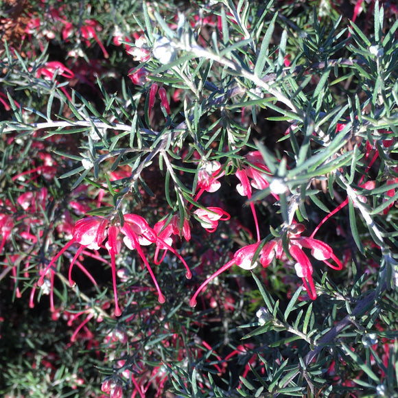 Grevillea lavandulacea 'Mt. Compass' - 1 gallon plant