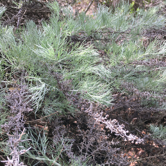 Artemisia californica - 1 gallon plant