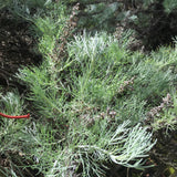 Artemisia californica - 1 gallon plant