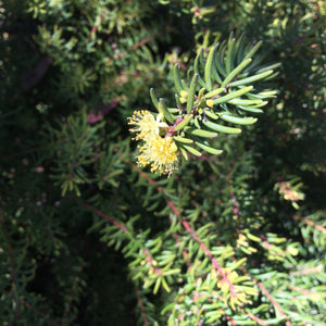 Leionema phylicifolium - 1 gallon plant
