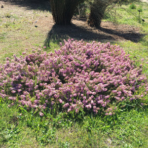 Agathosma ovata - 1 gallon plant