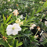 Brunfelsia americana - 1 gallon plant