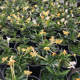 Brunfelsia americana - 1 gallon plant